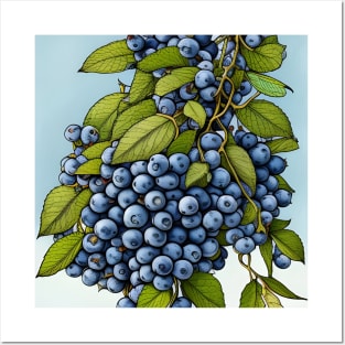 Fresh Blueberries Posters and Art